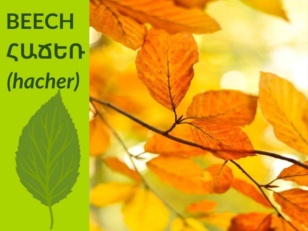 beech-tree-leafs