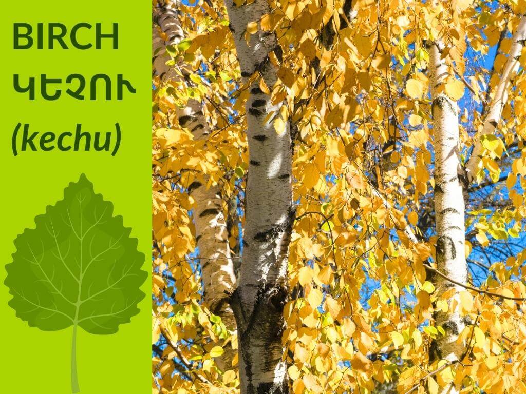 birch-tree-leafs