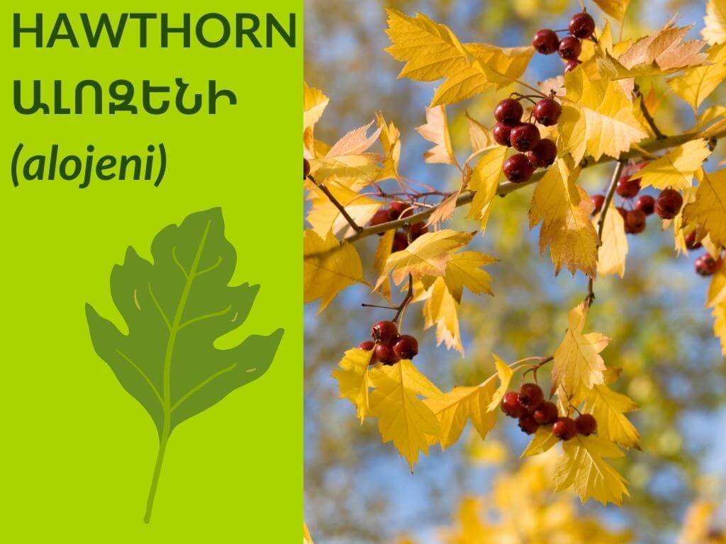 hawthorn-tree-leafs