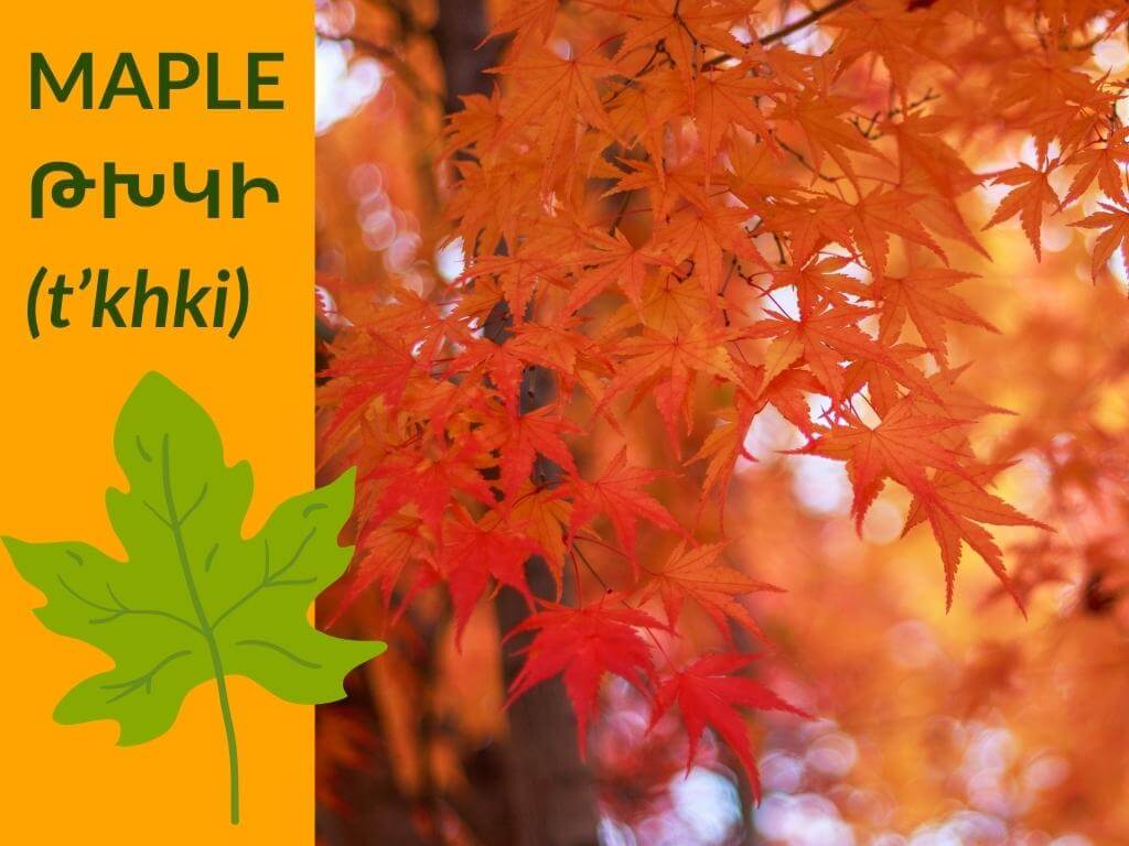maple-tree-leafs