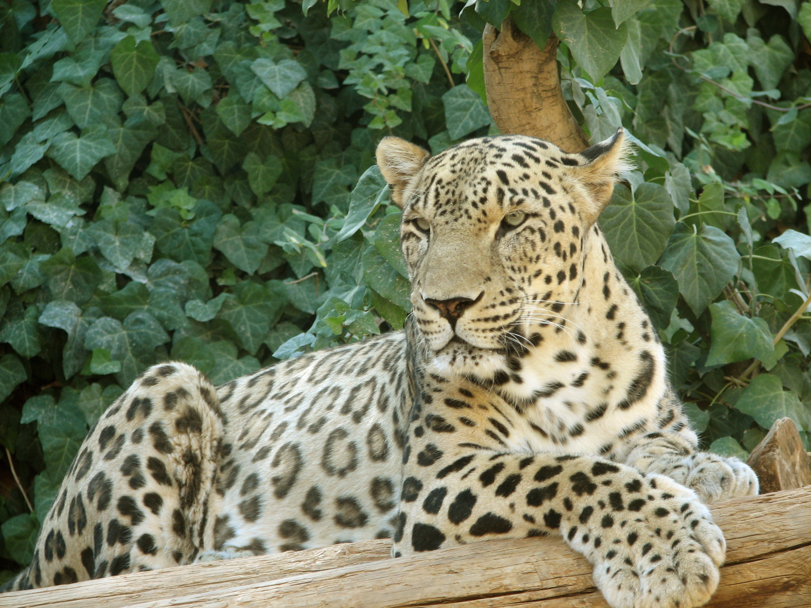 Persian_Leopard_sitting