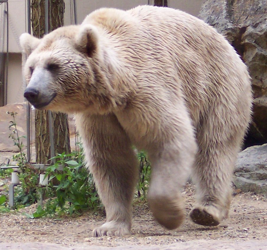 Ursus_arctos_syriacus